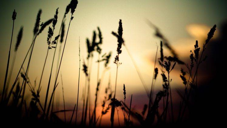 grass, Nature, Depth Of Field, Spikelets, Sunset HD Wallpaper Desktop Background