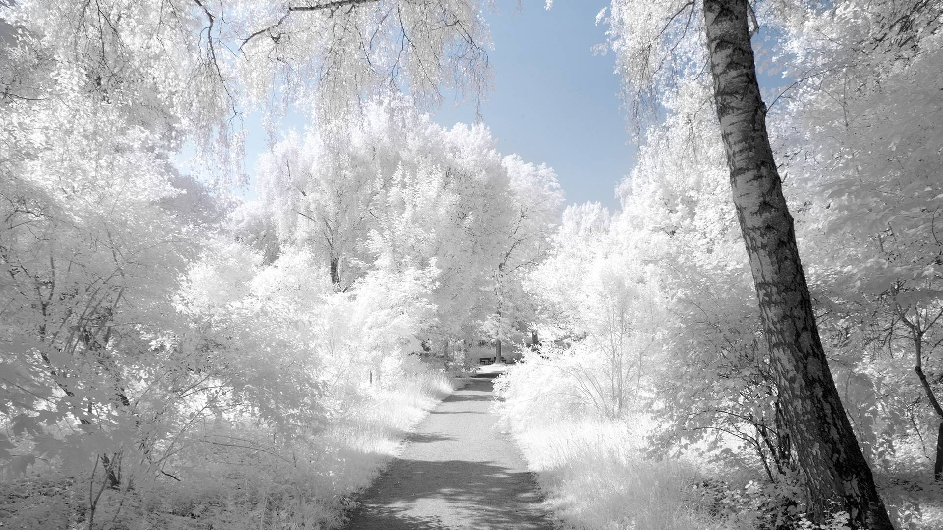 nature Wallpaper