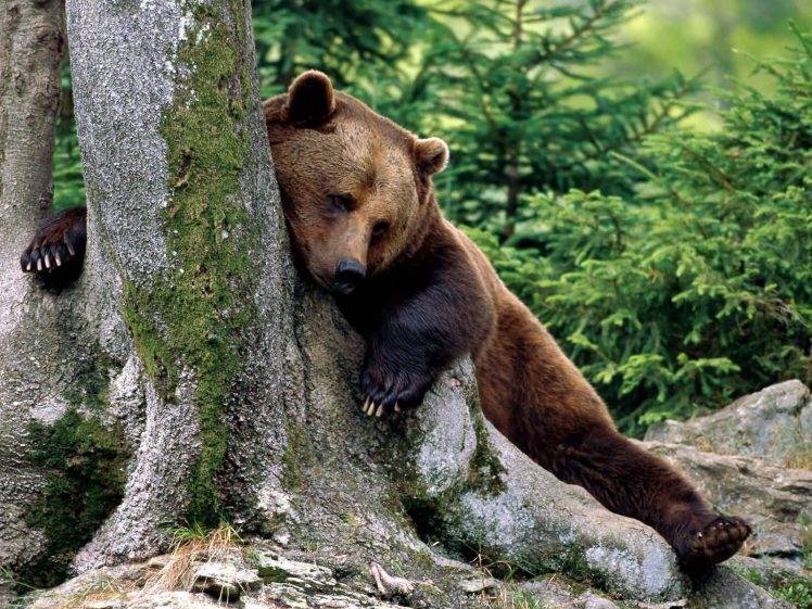 bears, Russia, Nature, Animals HD Wallpaper Desktop Background