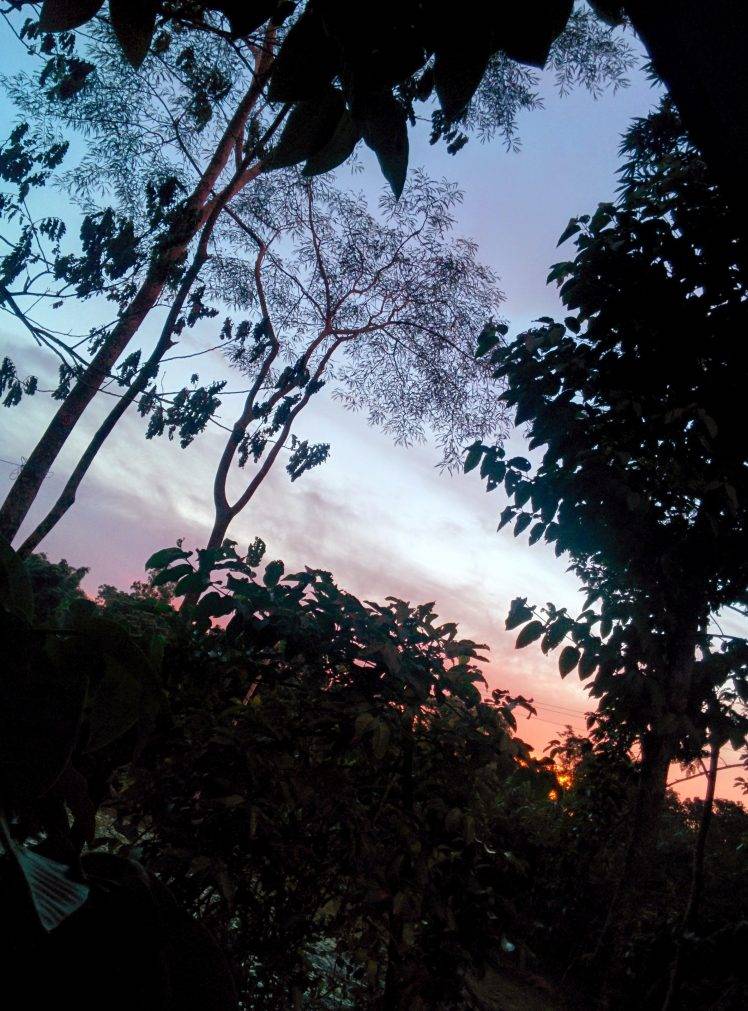 nature, Sunset, Palm Trees, Leaves, Green, Robeul HD Wallpaper Desktop Background