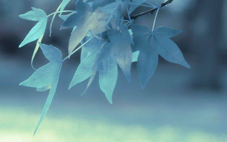 depth Of Field, Leaves, Nature, Macro HD Wallpaper Desktop Background