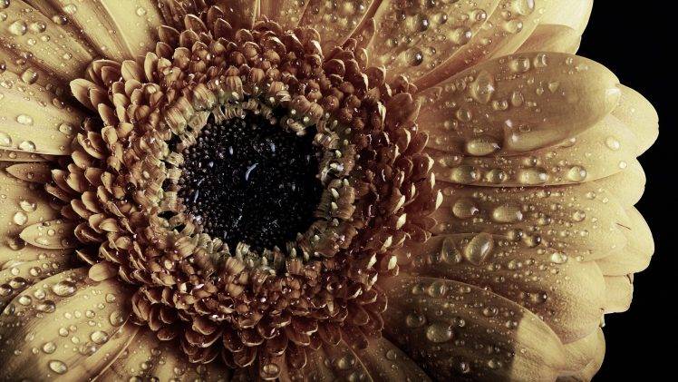 nature, Macro, Sunflowers, Water Drops HD Wallpaper Desktop Background