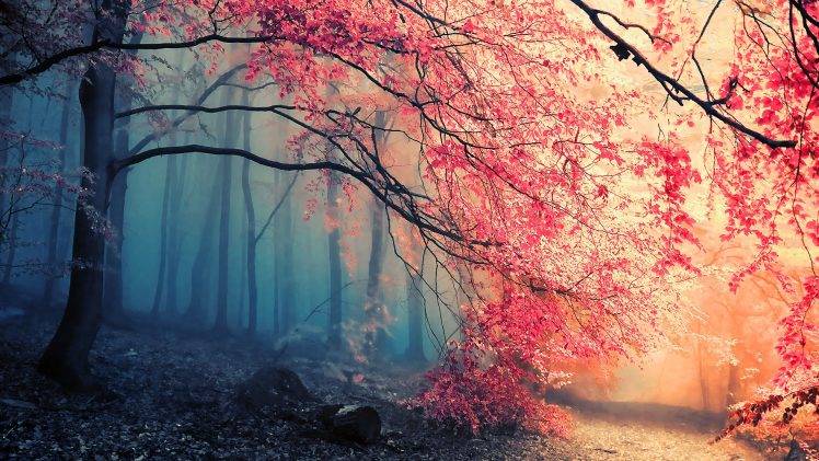 forest, Trees, Nature, Painting, Digital Art, Maple Leaves, Japan, Fall HD Wallpaper Desktop Background