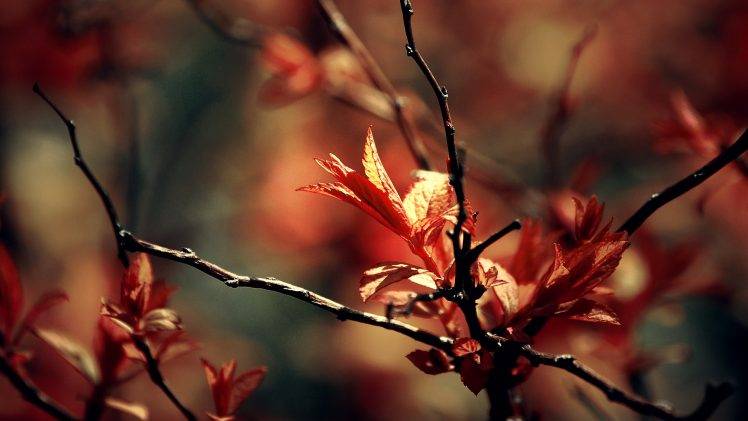 macro, Nature, Depth Of Field, Leaves, Fall, Twigs HD Wallpaper Desktop Background