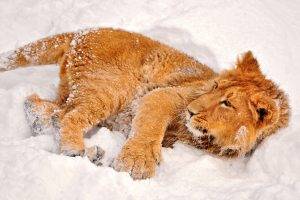 animals, Lion, Snow