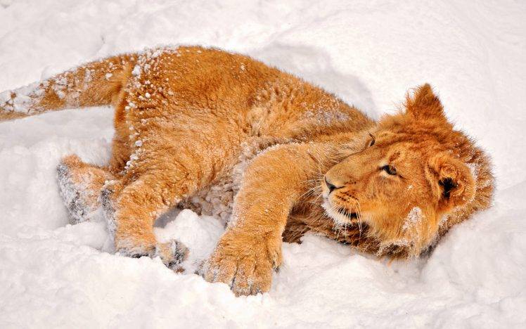 animals, Lion, Snow HD Wallpaper Desktop Background