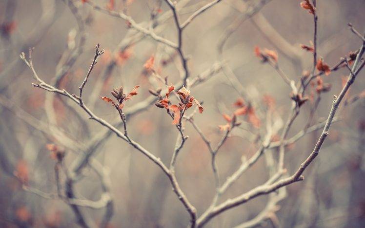 leaves, Nature, Macro, Trees, Branch HD Wallpaper Desktop Background
