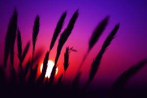 sunset, Spikelets, Nature, Silhouette