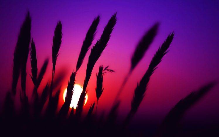 sunset, Spikelets, Nature, Silhouette HD Wallpaper Desktop Background