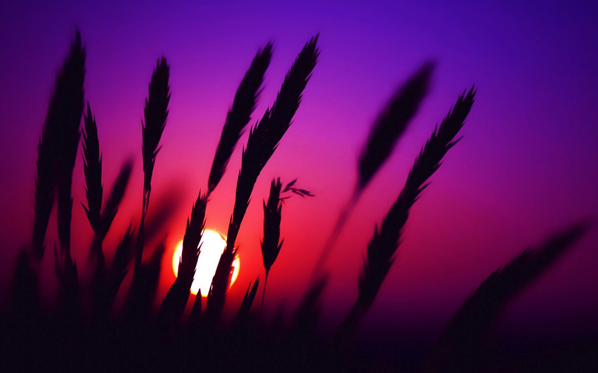 sunset, Spikelets, Nature, Silhouette Wallpaper