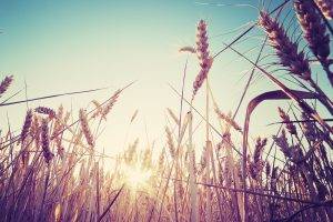 nature, Macro, Wheat, Spikelets, Sunlight, Plants