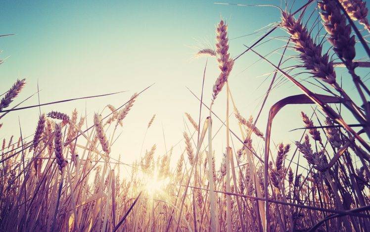 nature, Macro, Wheat, Spikelets, Sunlight, Plants HD Wallpaper Desktop Background