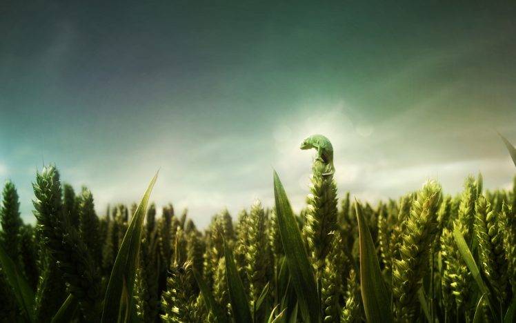 animals, Green, Depth Of Field, Photo Manipulation HD Wallpaper Desktop Background
