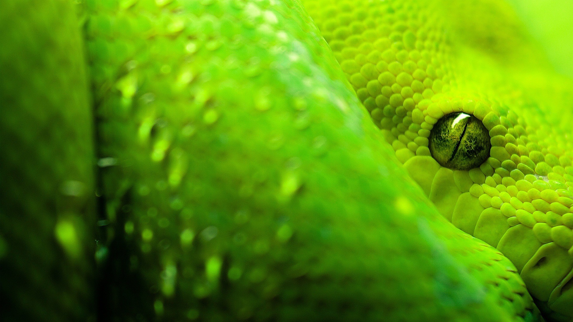природа животные змея nature animals snake без смс