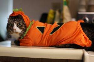cat, Animals, Costumes