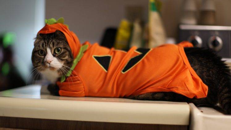 cat, Animals, Costumes HD Wallpaper Desktop Background