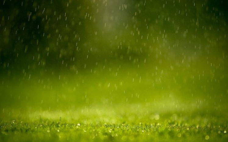 grass, Rain, Green, Depth Of Field, Nature HD Wallpaper Desktop Background