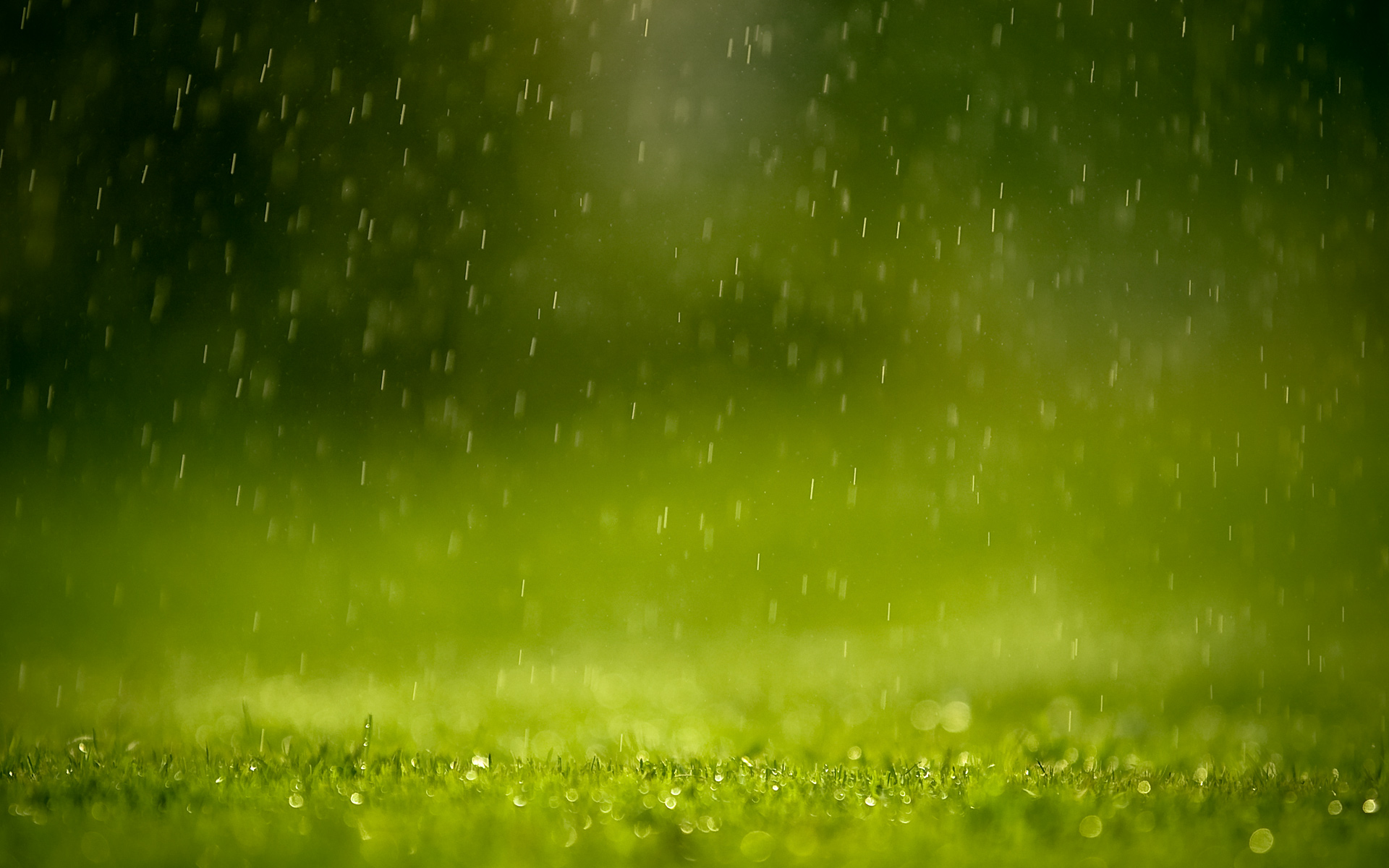 grass, Rain, Green, Depth Of Field, Nature Wallpaper