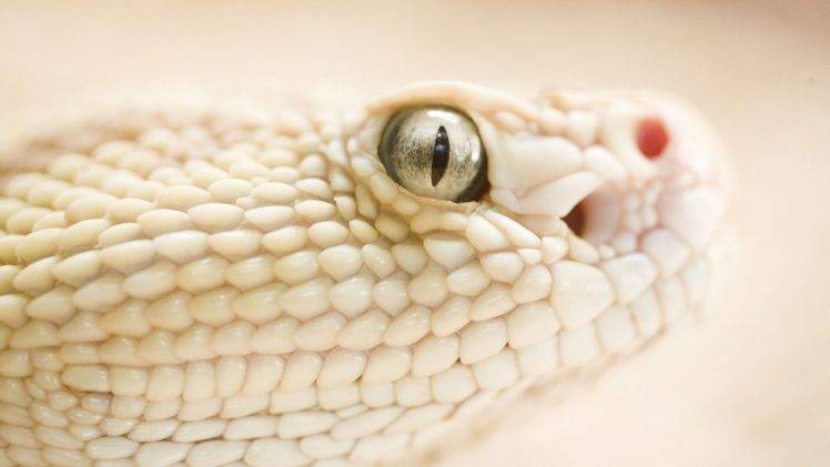 snake, White, Depth Of Field, Animals HD Wallpaper Desktop Background