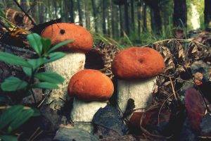 closeup, Mushroom, Forest, Nature