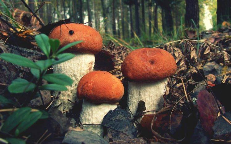 Mushroom, Nature HD Desktop and Mobile Backgrounds