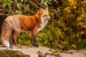 fox, Animals, Twigs