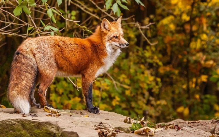 fox, Animals, Twigs HD Wallpaper Desktop Background
