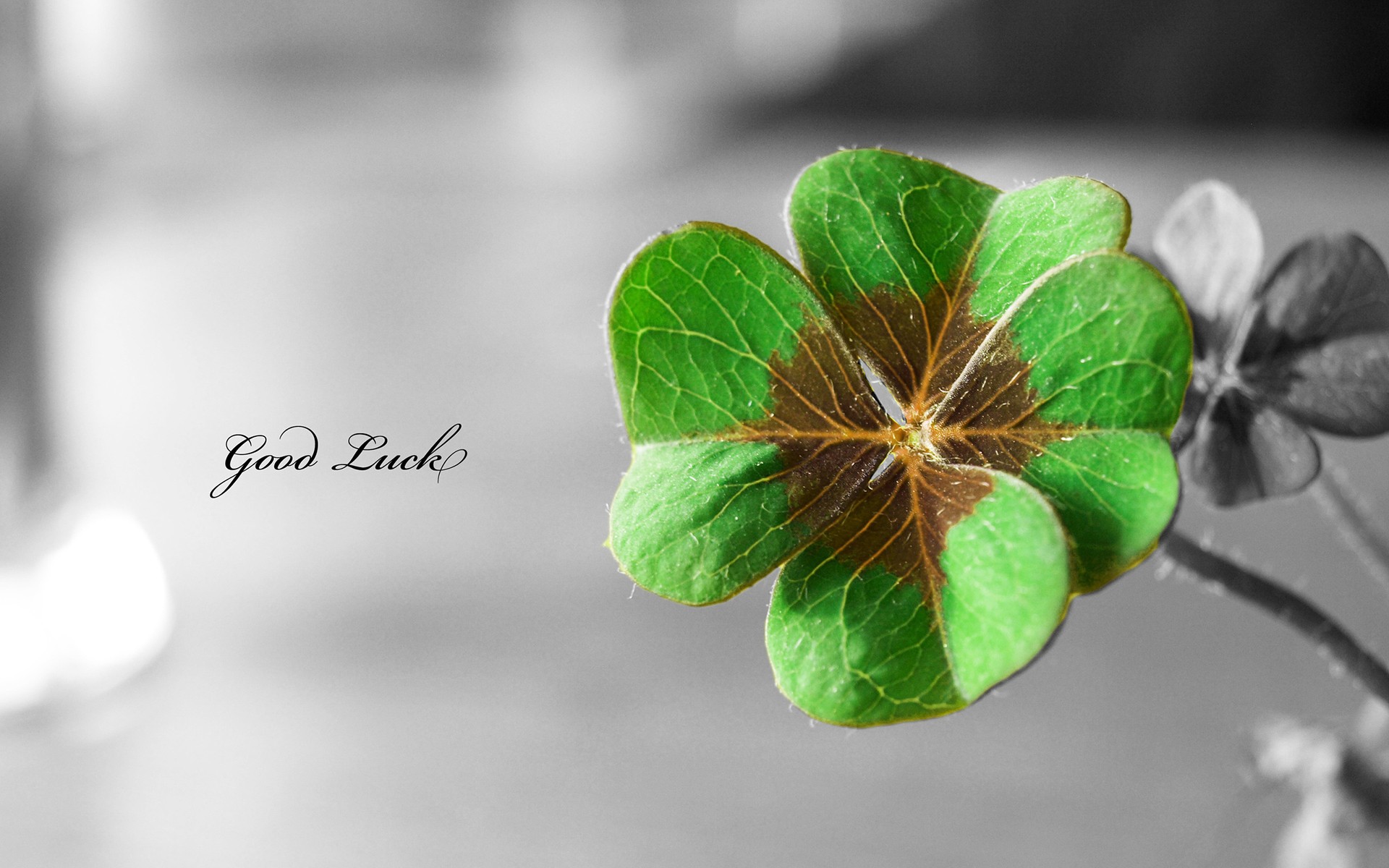 clovers, Selective Coloring, Leaves Wallpaper