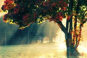 trees, Fence, Sunlight, Landscape, Fall, Sun Rays