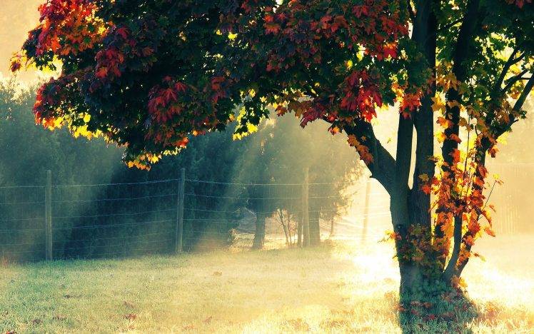 trees, Fence, Sunlight, Landscape, Fall, Sun Rays HD Wallpaper Desktop Background