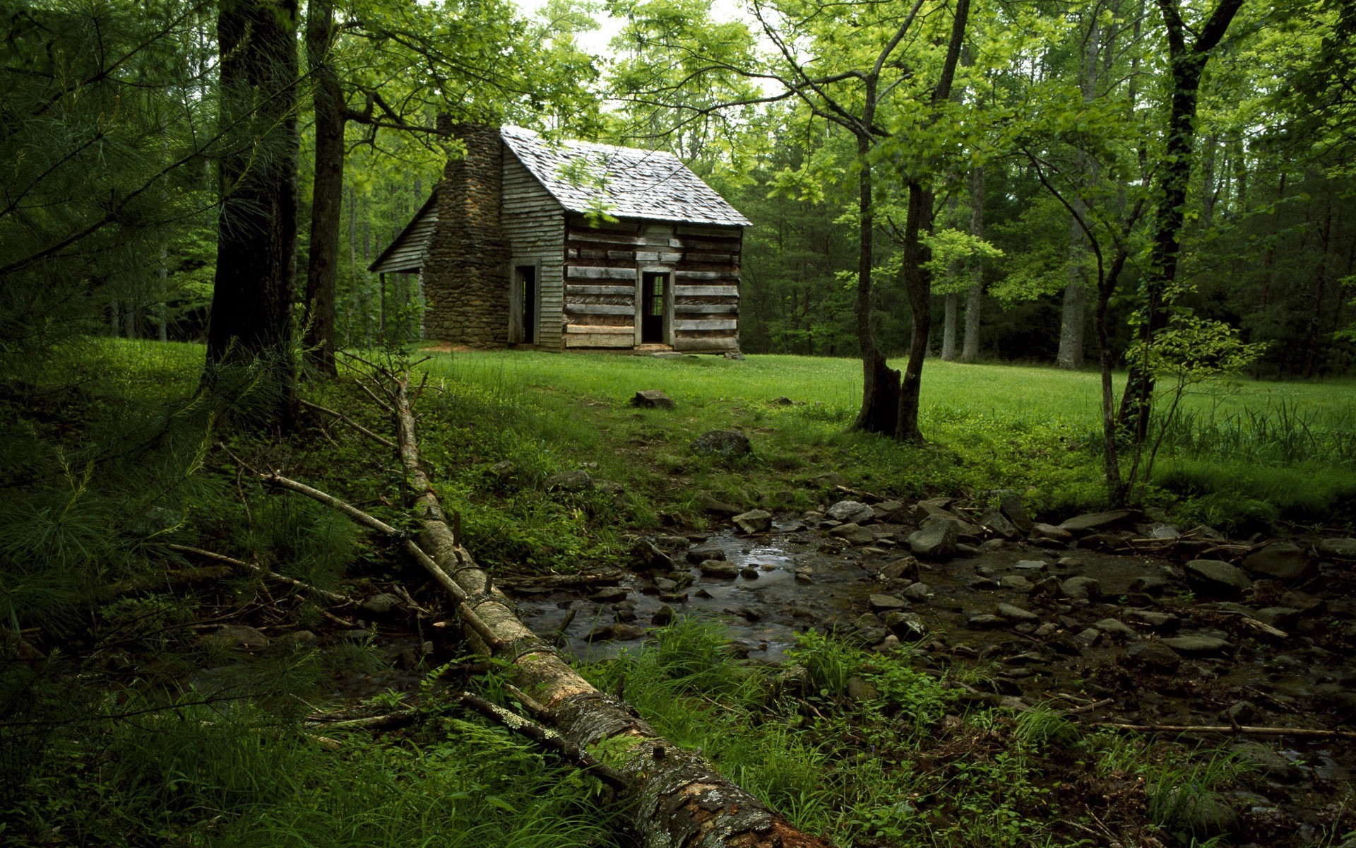 nature, Forest Wallpaper