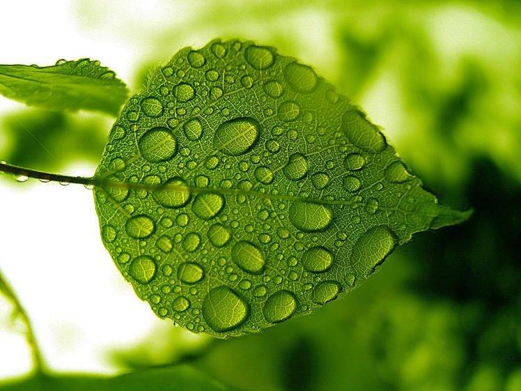 nature, Water Drops, Leaves, Macro Wallpapers HD / Desktop and Mobile  Backgrounds
