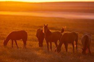 horse, Sunlight, Animals, Field