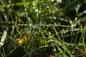 nature, Water Drops