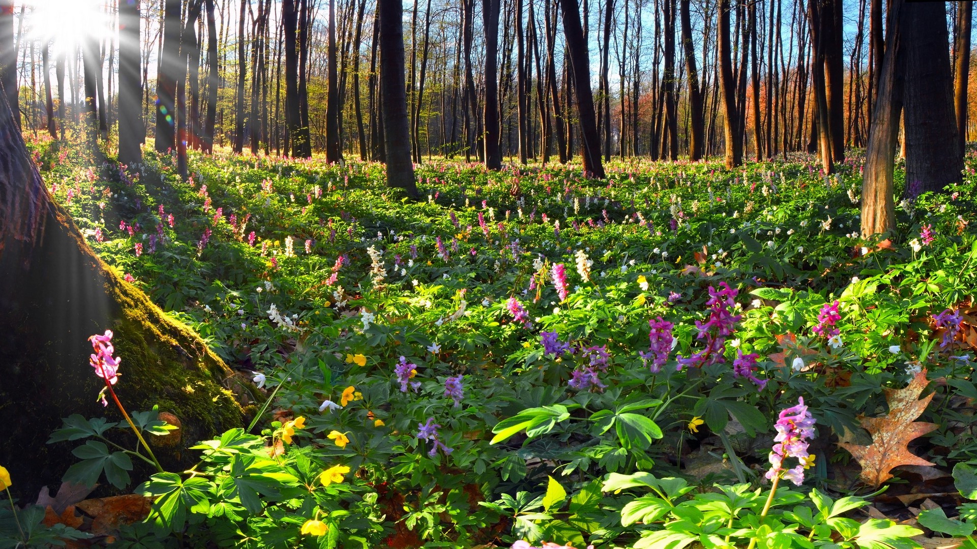 nature, Flowers Wallpaper