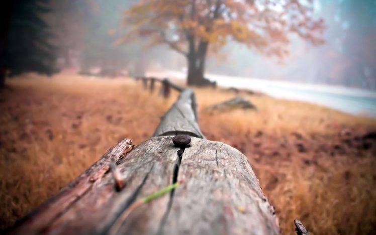 fence, Wood, Depth Of Field, Nature, Nails HD Wallpaper Desktop Background