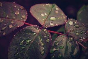 macro, Leaves, Nature, Water Drops