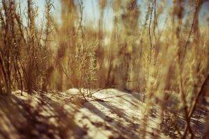 nature, Sand, Depth Of Field, Plants