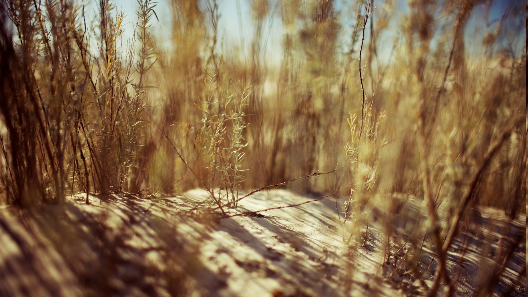 nature, Sand, Depth Of Field, Plants Wallpaper