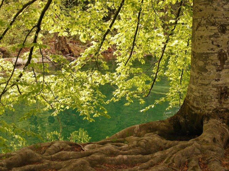 nature, Landscape, Trees HD Wallpaper Desktop Background