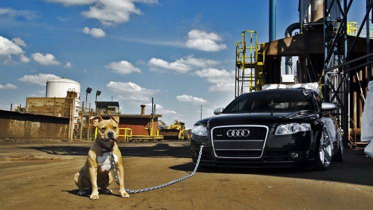 Audi, Dog, Car HD Wallpaper Desktop Background
