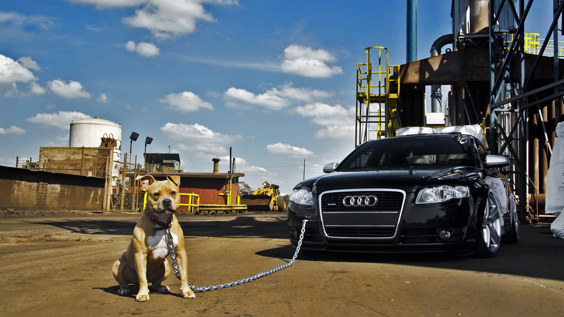 Audi, Dog, Car Wallpaper