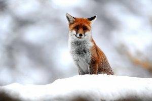 nature, Animals, Fox, Snow