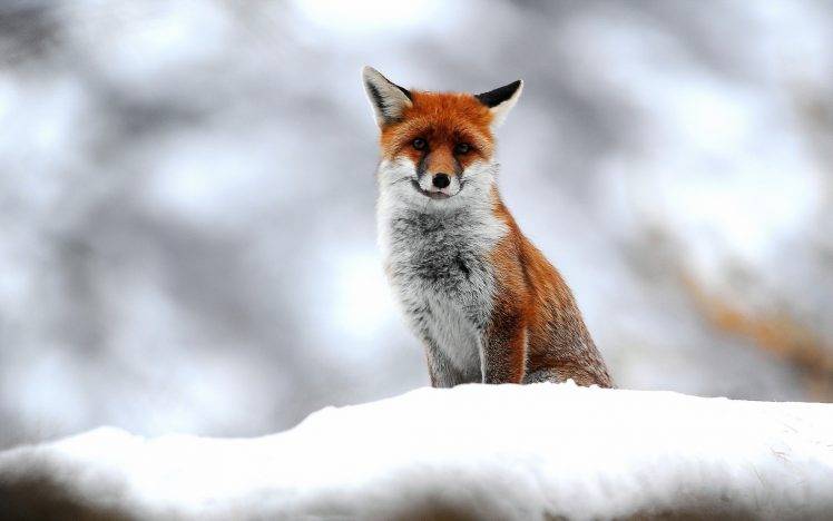 nature, Animals, Fox, Snow HD Wallpaper Desktop Background