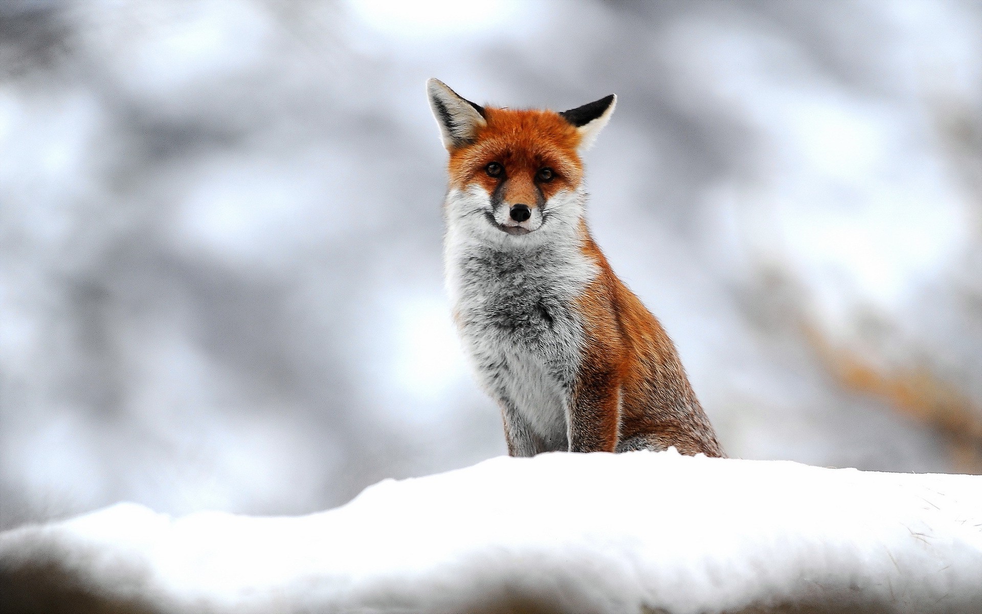 nature, Animals, Fox, Snow Wallpaper