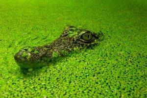 crocodiles, Nature, Green, Closed Eyes