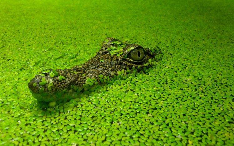 crocodiles, Nature, Green, Closed Eyes HD Wallpaper Desktop Background