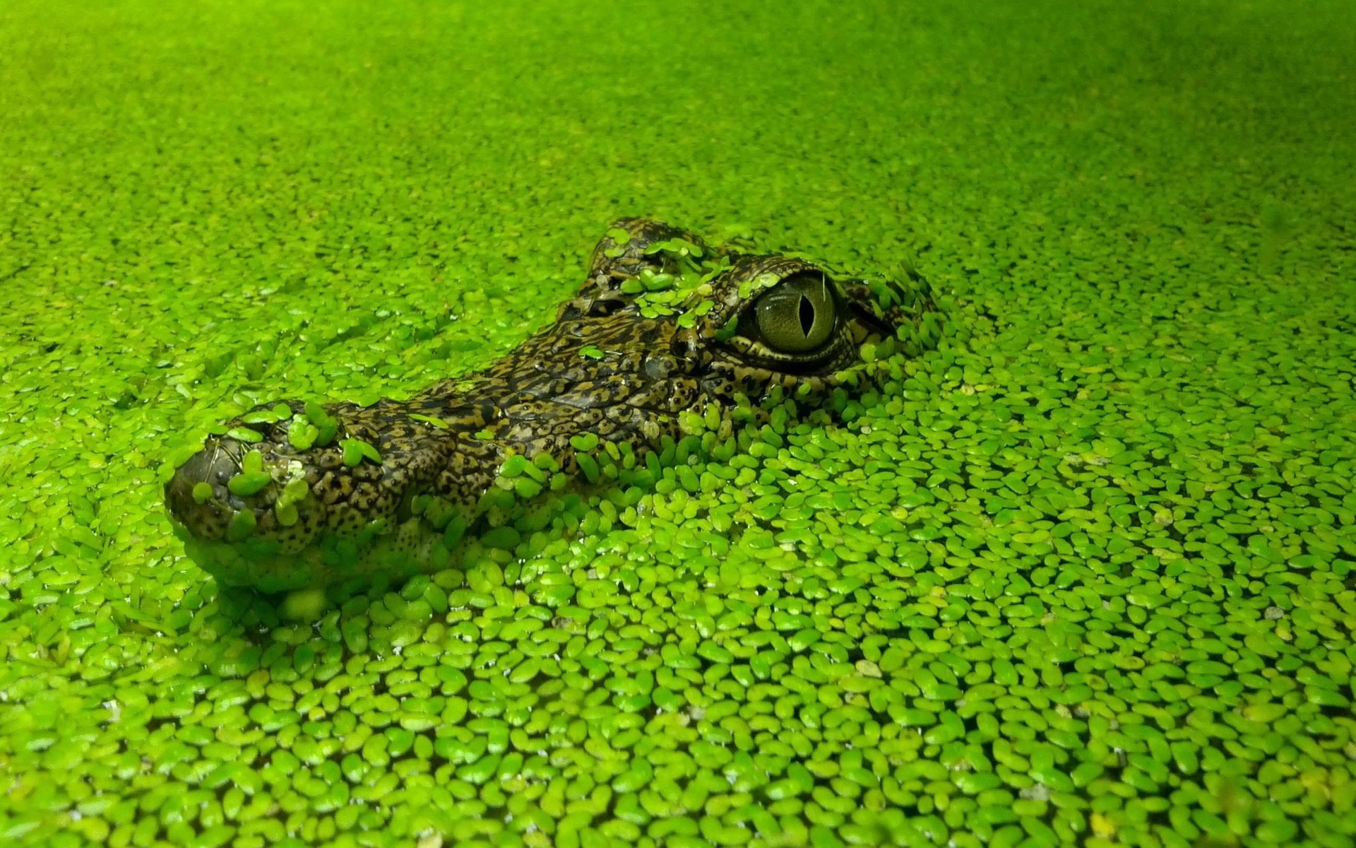 crocodiles, Nature, Green, Closed Eyes Wallpaper