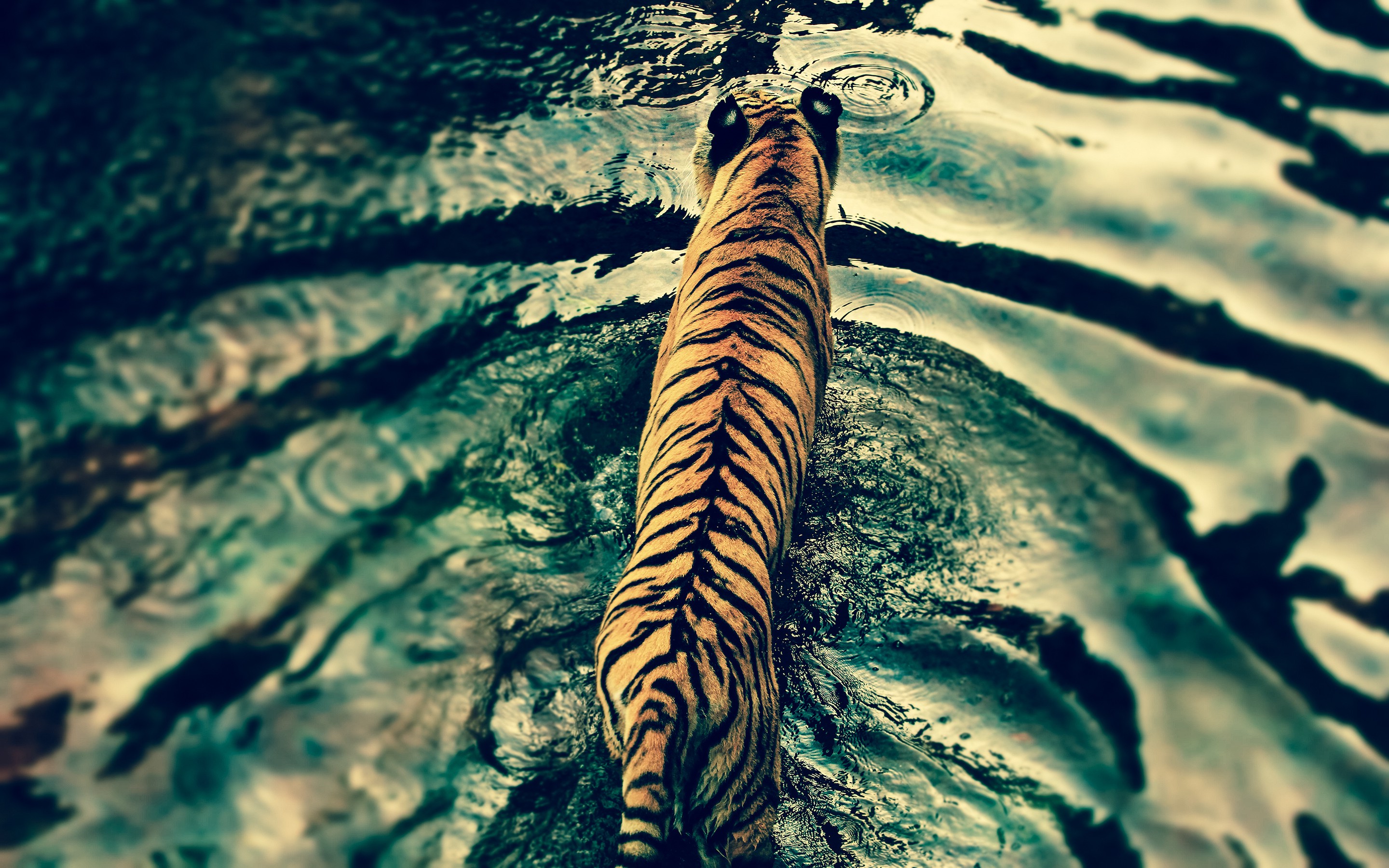 nature, Water, Tiger, Rain Wallpaper