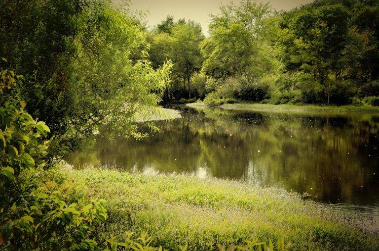 nature, Forest, River HD Wallpaper Desktop Background
